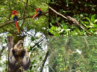 コスタリカを巡る！幻の鳥、蝶、バジリスク、ウミガメの産卵と子亀の誕生、熱帯雨林トレッキング、ボートクルーズ、温泉、様々な生物と自然探訪に、おまけにストバリケード突破までついて、コスタリカの豊かさを満喫　vol②タルコレス川ボートクルーズで何がみれるかな？