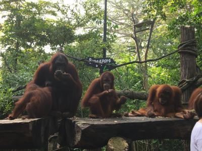 3歳子連れで初海外☆4日目 ZOO  リバーサファリ レインフォレストルミナ