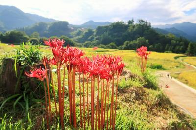 秋の秩父ハイク・彼岸花の寺坂棚田と4カ所の札所、秩父神社と締めは立ち食いソバ。