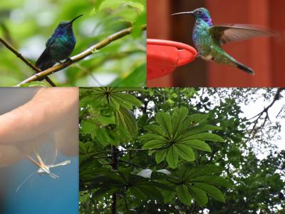 コスタリカを巡る！幻の鳥、蝶、バジリスク、ウミガメの産卵と子亀の誕生、熱帯雨林トレッキング、ボートクルーズ、温泉、様々な生物と自然探訪に、おまけにストバリケード突破までついて、コスタリカの豊かさを満喫　vol③熱帯雲霧林は自然の宝庫