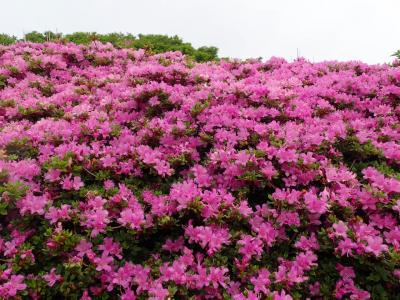 ミヤマキリシマ ギリギリセーフでした