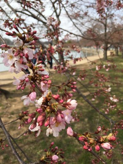ワシントンDC～桜が咲いていなければナショナルギャラリーに目的変更する旅行