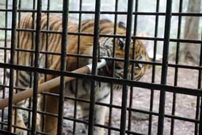 ウォーキングサファリ最高！富士サファリパーク 