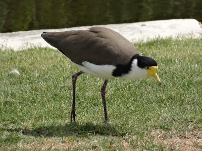 【野鳥と観光の旅】シドニー・王立植物園 2018年2月