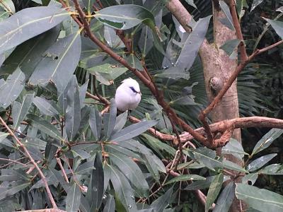【野鳥と観光の旅】香港公園 2018年2月