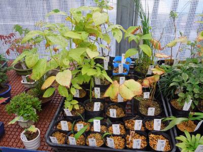 久しぶりに西武百貨店9階の食と緑の空中庭園を訪問しました③誠香園を訪問