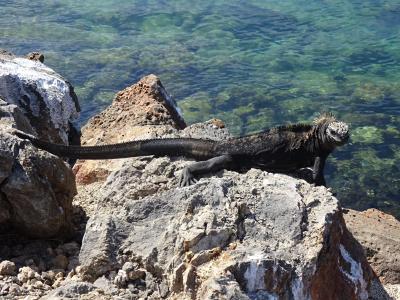 ガラパゴス 世界遺産 に関する旅行記 ブログ フォートラベル エクアドル Galapagos