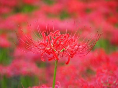埼玉県日高市へ行き、サイボクハムで遅めのランチと巾着田の曼珠沙華を見てきました