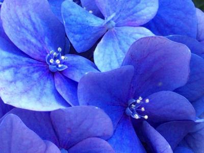 白山神社の紫陽花は外国人のアマチュアカメラマンにも大人気