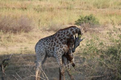 紅白の生中継でMISIAが歌ったナミブ砂漠と南アフリカ贅沢サファリ③　サファリ3日目