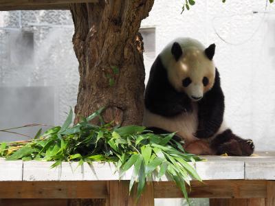 姫路城、六甲山、王子動物園をめぐる欲張り旅です