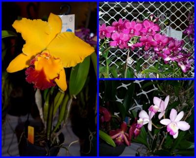 安い、近い、短い旅の記録 No.47~春のらん展に行ってきました。~ダーウィン編