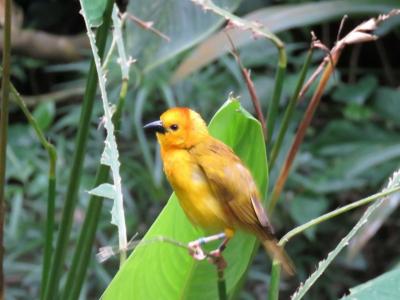 【野鳥と観光の旅】シンガポール ジュロンバードパークとガーデンズバイザベイ  2018年9月