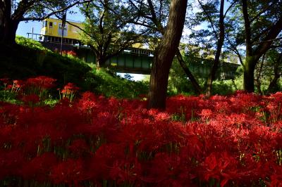 満開な彼岸花が咲き広がる入間川ののどかな初秋の風景を探しに訪れてみた