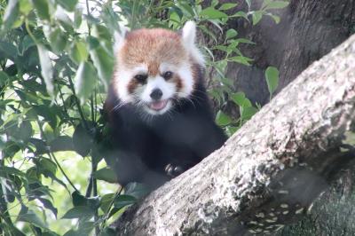 初秋の連休ドライブ日和の埼玉こども動物自然公園～国際レッサーパンダデーのみやびちゃん・ソウソウくん・ミンミン・ナツちゃんレッサーパンダ一家＆シカとカモシカの谷の出会い＆コアラ舎でもぐもぐシャインくんに再会したけど、お帰りピノっちは逃す