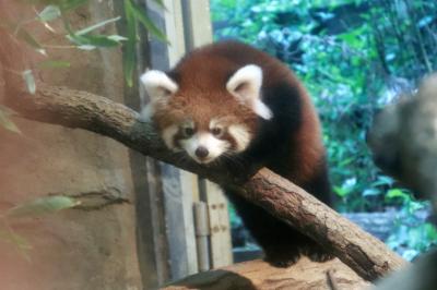 レッサーパンダの赤ちゃん公開開始の初秋の多摩動物公園へ～はじめまして、多摩リーファ（李花）ちゃん！～久しぶりのアフリカ圏を満喫、キリンの子供がたくさん！＆カンガルーファィテイング＆やっと見られたオランウータンの赤ちゃんのロキくん＆コアラのユーカリ交換時にお姉さんに食べさせてもらっていた甘えん坊ニーナちゃん