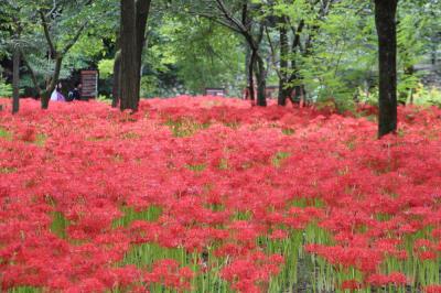 巾着田の曼殊沙華と森林公園の羽毛ゲイトウ