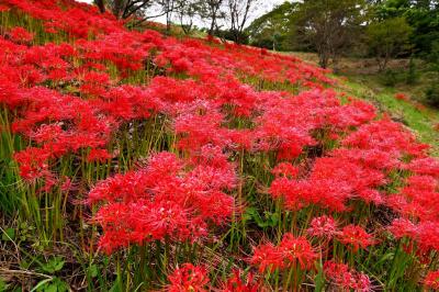 風の郷公園のリコリス2018