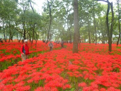 深紅のヒガンバナ　巾着田曼珠沙華祭り2018