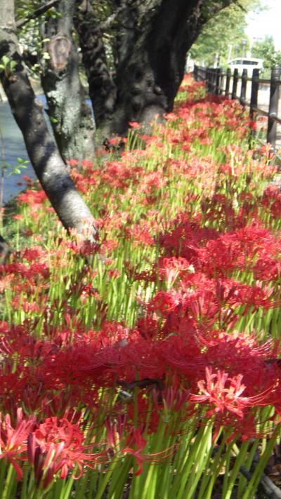 桜だけでない五条川