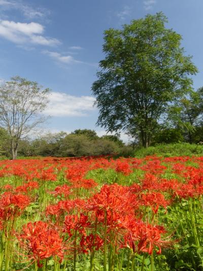 鹿島古墳群のヒガンバナ_2018_満開です。見頃です。（埼玉県・深谷市）