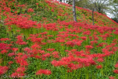 古城の土塁に咲き乱れる曼殊沙華　