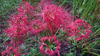 今話題の 曼珠沙華公園は綺麗だった～