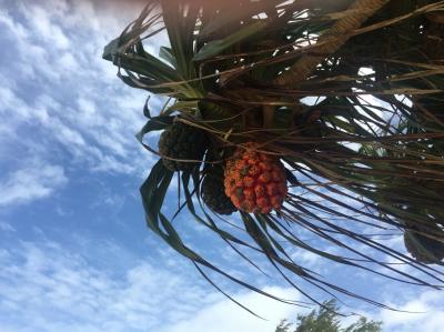 プーケット男子旅~3泊5日~(2日目)