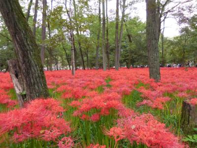 横瀬町　寺坂棚田彼岸花まつり～日高市高麗本郷　巾着田曼珠沙華まつり