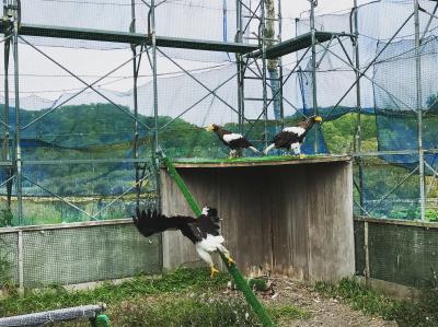 冬ではない道東へ！（５）猛禽類医学研究所バックヤードツアー