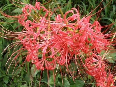 彼岸花が500万本！巾着田「曼珠沙華公園」に「埼玉県日高市栗祭り」♪