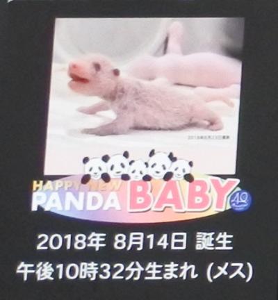 14年ぶりの南紀白浜から那智勝浦の旅 3日目