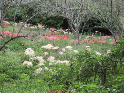 彼岸花の丘（みろく公園）