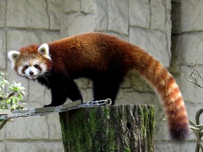 初秋のレッサーパンダ紀行【６】浜松市動物園&仙台市八木山動物公園　出張のお供に動物園・・・少しの時間で心身ともにリフレッシュ！！