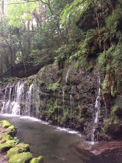 箱根・湯坂路、湿生花園・石垣山をぶらり