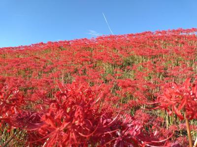 「半田」　満開の彼岸花と蔵のまちの散策