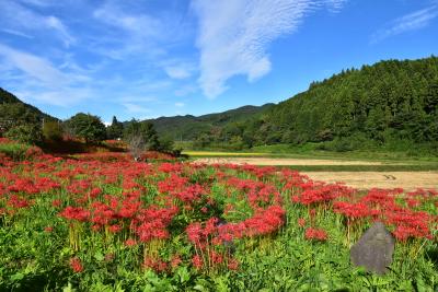 簑沢彼岸花群生地が満開 ～雨上がりと青空の里山風景 2018～（栃木）