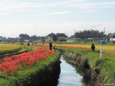 ３Kmの彼岸花ロードが続く小出川