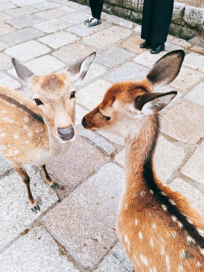 古墳壁画を見るために奈良2泊3日①