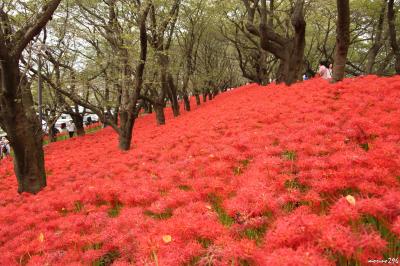 幸手権現堂堤の曼珠沙華まつり