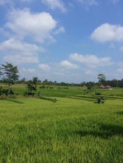 2度目の1人旅 2014 ~One's trip to Ubud~ ٩( ᐛ )و٩( ᐖ )و