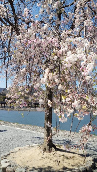 遅咲き桜を求めてぶらり京都へ。嵐山編
