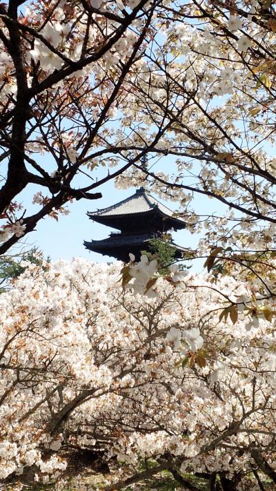 遅咲き桜を求めてぶらり京都へ。仁和寺編