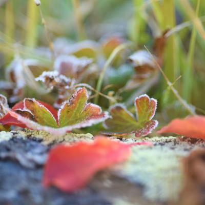 紅葉が始まった森・思いがけずアンドロメダ星雲も（小さく）撮れていた☆長野県：志賀高原