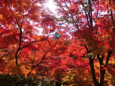 素晴らしい紅葉を見に!いざ京都、奈良へ、テクテク1人旅、東福寺、法隆寺、高台寺編①