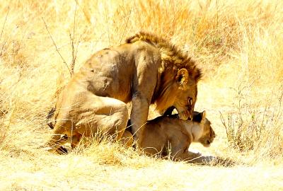 タンザニアでサファリ三昧　5ルアハ国立公園で濃密サファリ その3　ライオンの交尾に出会う！！