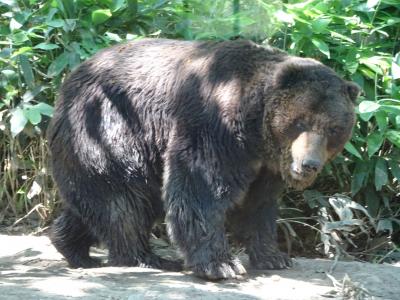 北の動物に会う旅③3歳4ヶ月