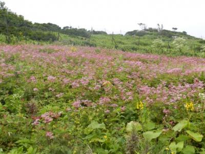 伊吹山＆養老の滝＆安土城址　歩け歩けの旅　　