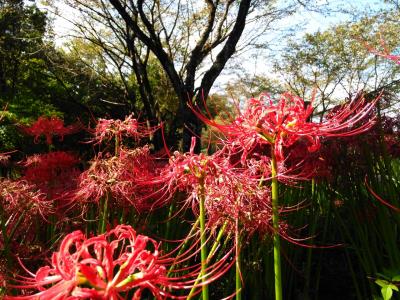 巾着田の曼珠沙華