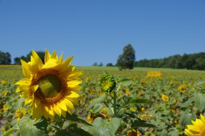 夏の子連れ北海道旅行・後半（美深、稚内、北竜町、札幌など）